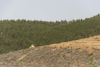 Practices such as soil preparation and mobilization using heavy machinery and clear cutting are common, even in areas protected by the European Birds and Habitats Directive, as well as in certified plantations.