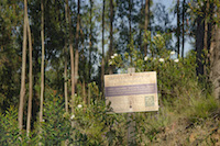 Certified plantation in the Monchique Natura 2000 site. The native strawberry trees visible in the foreground have been cut to make room for a Eucalyptus plantation.