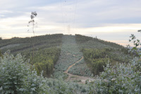  Valongo a site protected for habitats like Galicio-Portuguese oak woods is nowadays almost completely covered with Eucalyptus plantations. Once cut the Eucalyptus regrows. The young leaves look almost blue giving it its name “blue gum”.