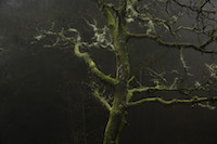  20 000 years ago, before human intervention, large parts of the Iberian peninsula were covered with deciduous oak forests. Until the 19th century forests have been cleared gradually in order to be converted to pasture or agricultural land, as in other European countries. Only in the last century, it was begun to replant, now mostly in monoculture of conifers and recently with the evergreen Eucalyptus.