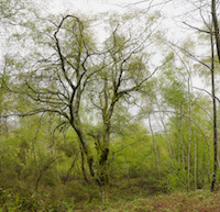 This photo depicts a birch forest in the Alvão, in northern Portugal, which hosts a variety of different species, such as mushrooms that only grow near birch trees.