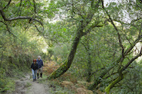 Rare are the places where we can still observe strawberry trees of this size in Portugal, like this forest of ancient strawberry trees located in the National Park of Peneda-Gerês.