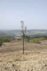 The picture shows a remaining native cork oak tree which was left standing during the clearcut of an Eucalyptus plantation