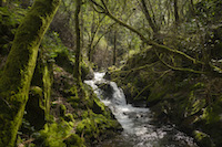 Native vegetation along a stream in the Serras da Freita e Arada Natura 2000 site in the north of Portugal. Laurel forests are a rare forest type in Portugal and now only remain in humid valleys along waterlines. Natural forests can store more carbon than plantations in soil and degrading biomass while offering a habitat for many species.