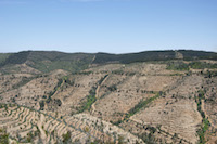 Industrial-scale Eucalyptus plantations cover the Monchique Natura 2000 site in the south of Portugal. The trees grow rapidly and can already be harvested after 7 to 15 years. Once cut, the tree regrows from its base and can be re-cut multiple times until the root systems become unproductive and are removed from the soil using heavy machinery.