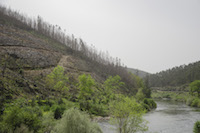 Along the Rio Vouga, a site protected for several habitat types, including cork oak and riparian elm forests [3], nowadays one mainly fnds Eucalyptus plantations down until the riverbank.