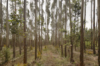  The most common tree in certifed plantations in Portugal is the Eucalyptus [4]. The plantations are cleaned regularly to avoid the accumulation of dry litter from the trees and shrubs, which can catch fre easily. Nevertheless, even certifed plantations are usually managed in monoculture, and only small areas are reserved for conservation.