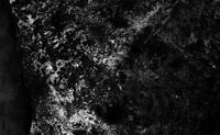 What looks like a close up of a tree trunk is the a view from space. The shape of the coastline near Porto forms a crust like a birch tree.
